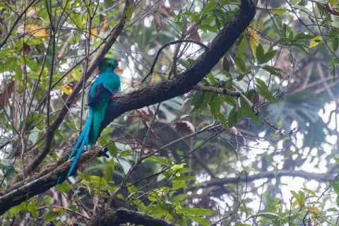 Quetzal im Urwald bei Boquete