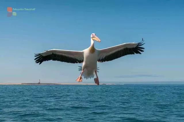 Eines der Gewinnerfotos des Geo-Wettbewerbs: Schräge Vögel