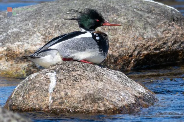 Red-breasted merganser (Mergus serrator) on Bornholm