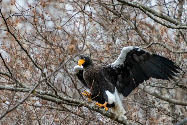 Steller's sea eagle auf Hokkaido