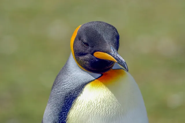 Königspinguin am Volunteerpoint, Ostinsel der Falklands