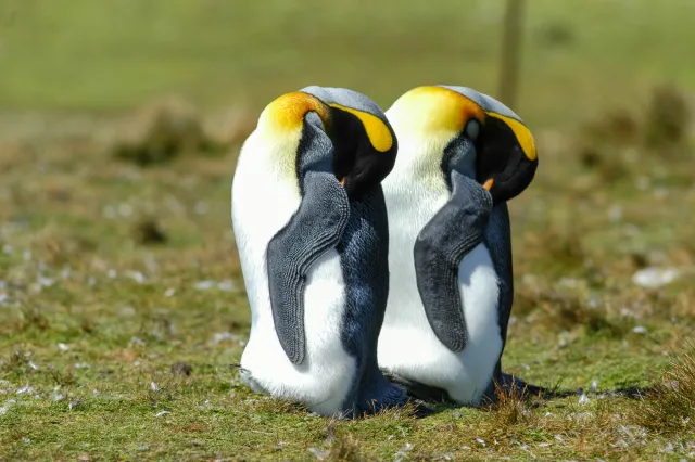 King penguin at Volunteerpoint, east island of the Falklands