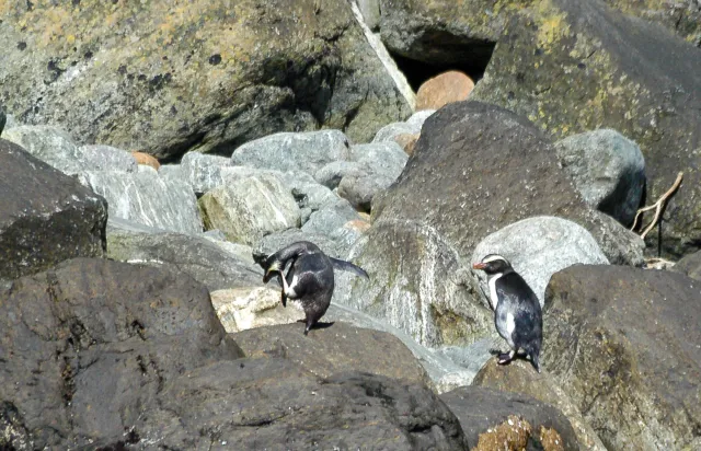 Dickschnabelpinguine auf der Südinsel von Neuseeland