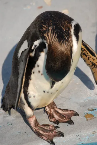 Humboldtpinguin (Mit freundlicher Genehmigung des Kölner Zoos)