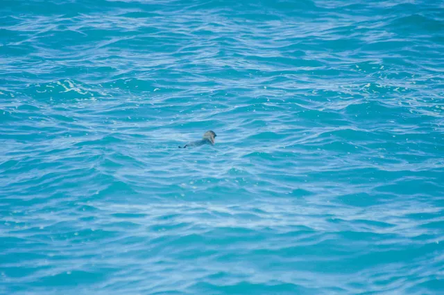 Little penguin in the sea near New Zealand