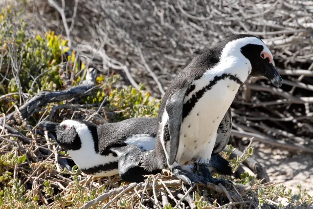 Brillenpinguine am "Boulders Beach" in Südafrika