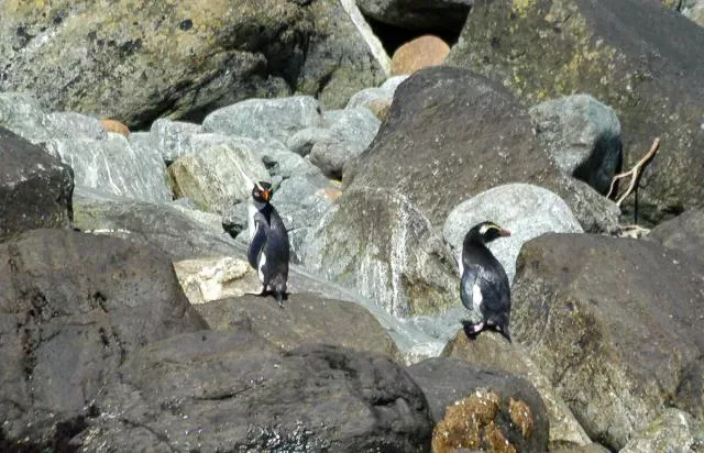 Fiordland penguins on the South Island of New Zealand