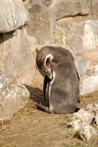 Humboldtpinguin (Mit freundlicher Genehmigung des Kölner Zoos)