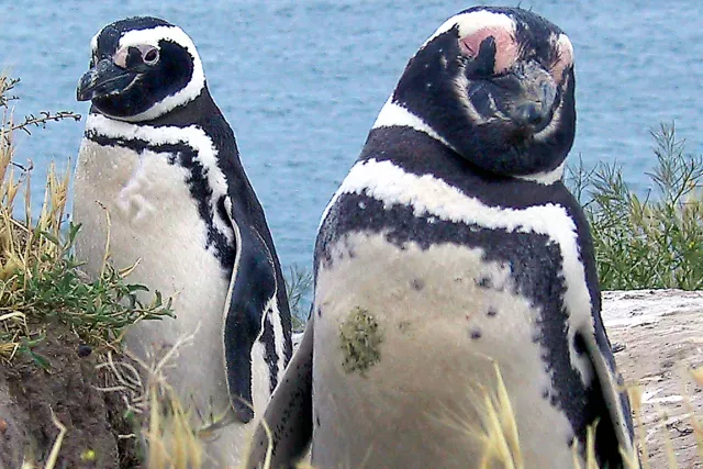 Magellan-Pinguine in Argentinien