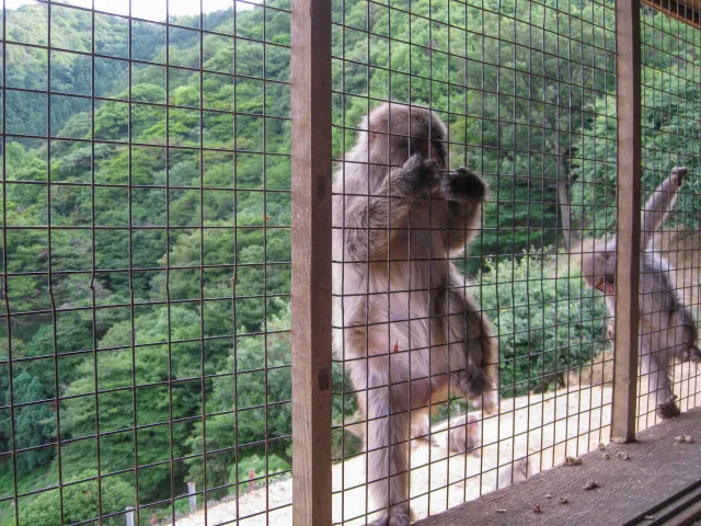 Japanese macaque in Arashiyama