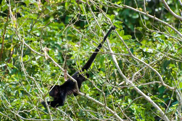 Howler monkeys on the Panama Canal