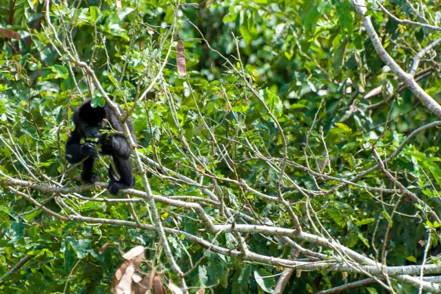 Howler monkeys on the Panama Canal