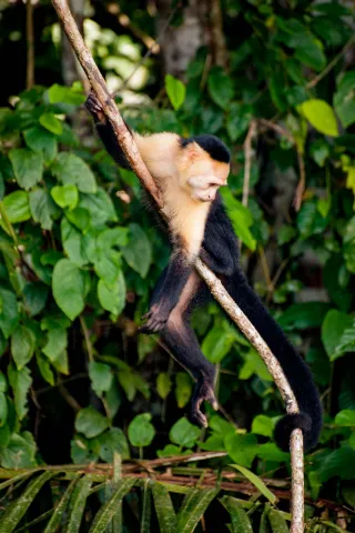 Panamanian white-faced capuchin on the Panama Canal