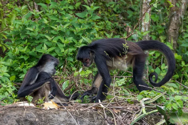 Geoffroy spider monkey on the island of Mono Arana in Lake Catemaco