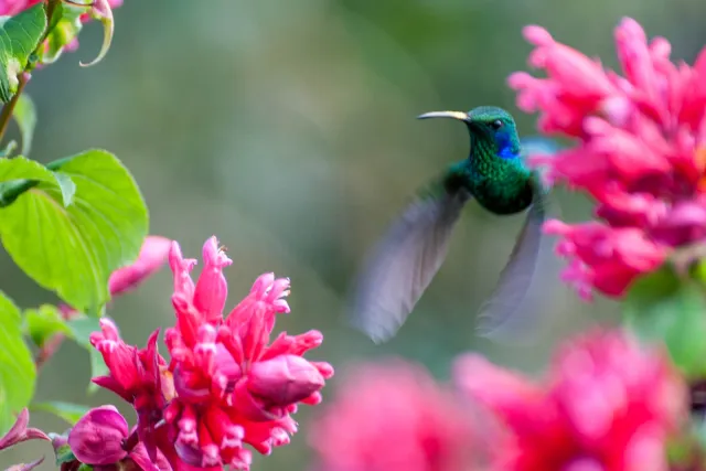 Veilchenohrkolibris in Boquete, Panama