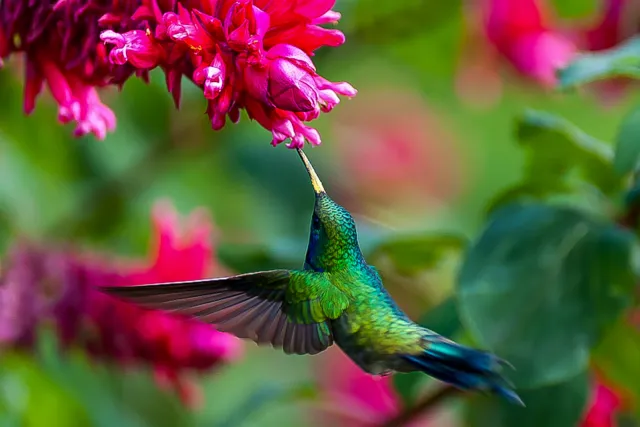 Veilchenohrkolibris in Boquete, Panama