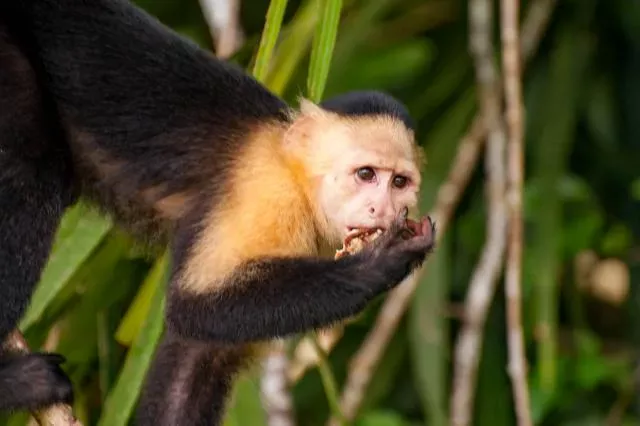 Panama-Kapuzineraffe am Panamakanal