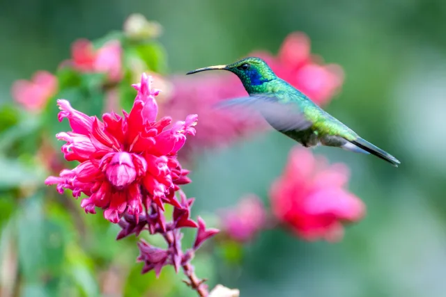 Violet ear hummingbirds in Boquete, Panama