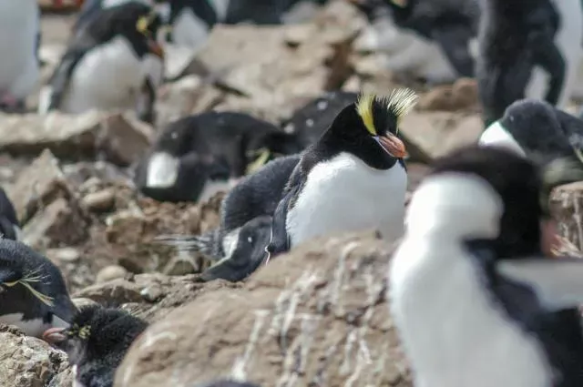 Kronenpinguin (Eudyptes sclateri) auf Pebble Island