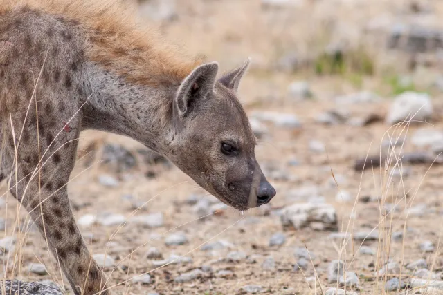 Spotted hyenas in the Etoshapark