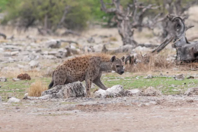 Spotted hyenas in the Etoshapark