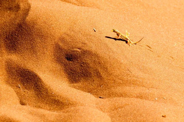 Lizard in the Namib Desert