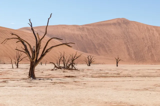 Tote Kameldornbäume im Deadvlei