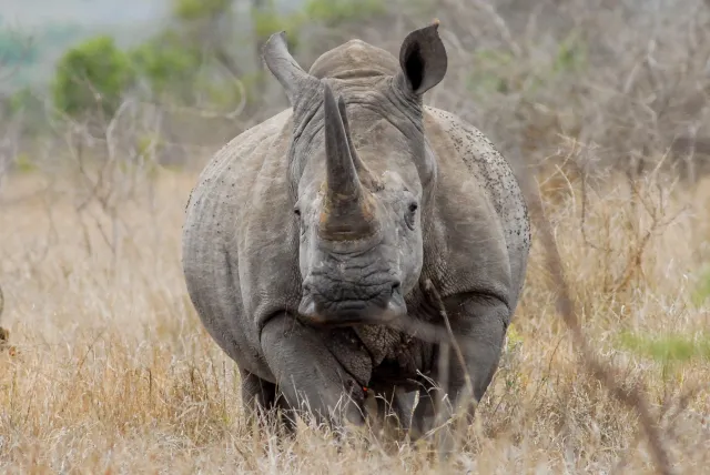 White rhinos in South Africa