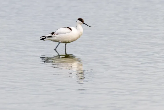 Avocet (Recurvirostra avosetta)