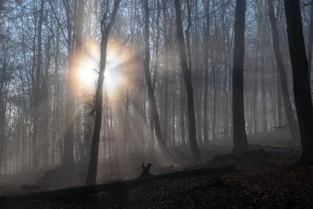 Sun and fog in the beech forest