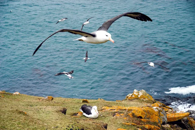 Schwarzbrauenalbatrosse auf den Falklands