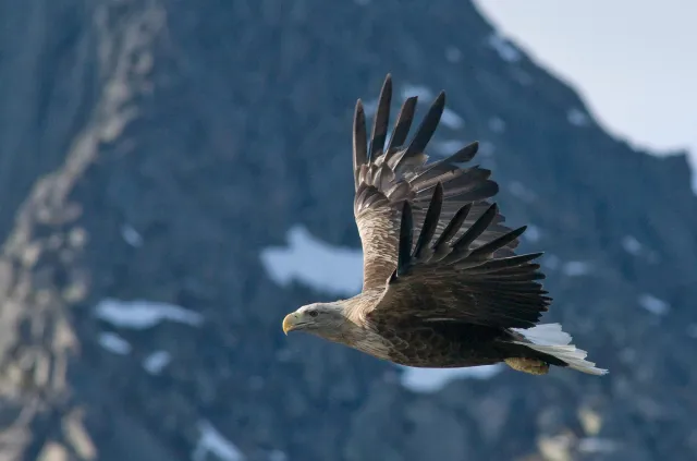 Seeadler auf den Lofoten