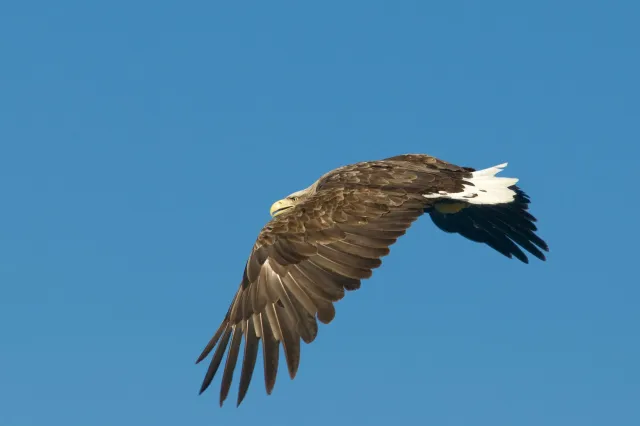 White-tailed eagles over the Trollfjord