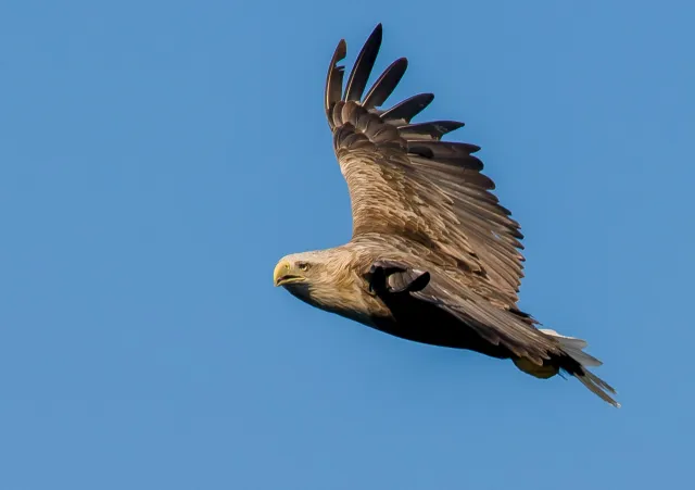 White-tailed eagles over the Trollfjord