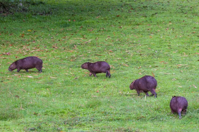 Capybara oder Wasserschwein (Hydrochoerus hydrochaeris)