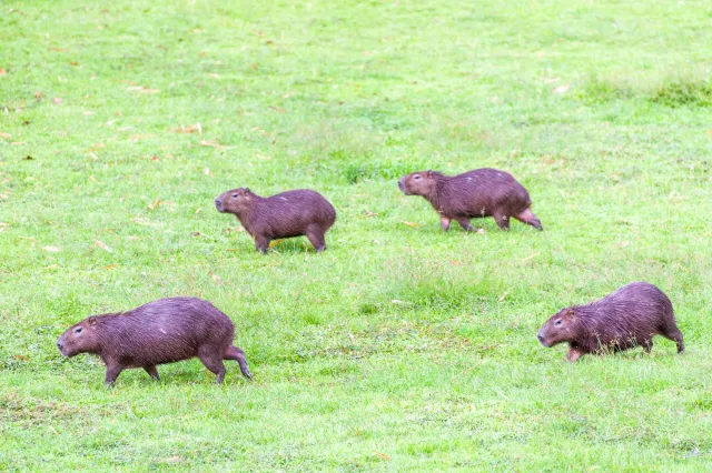 Capybara oder Wasserschwein (Hydrochoerus hydrochaeris)