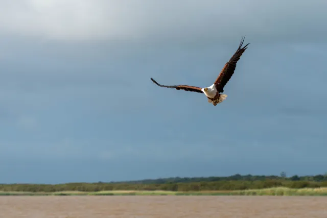 Afrikanische Schreiseeadler (Haliaeetus vocifer)