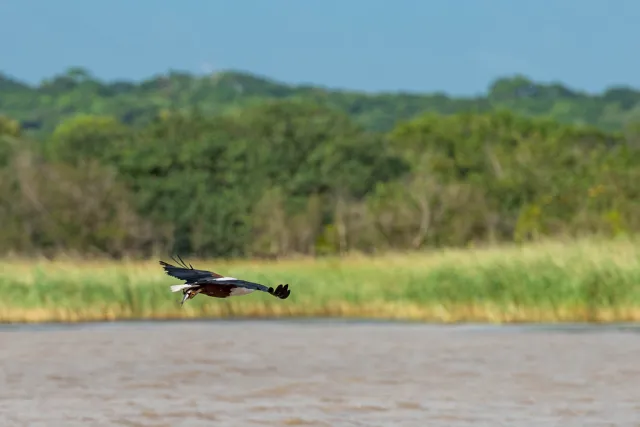 Schreiseeadler beim Fischfang