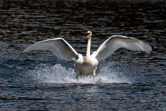 Landender Schwan