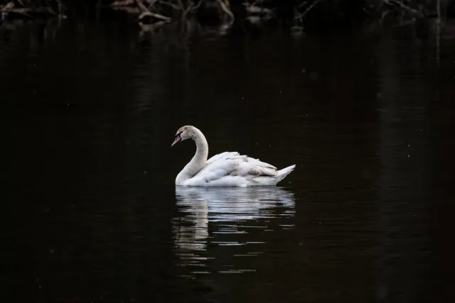 Höckerschwan