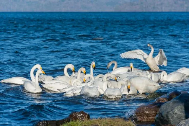 Whooper swans on Lake Kussharo in Hokkaido