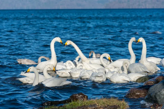 Singschwäne auf dem Kussharo-See auf Hokkaido