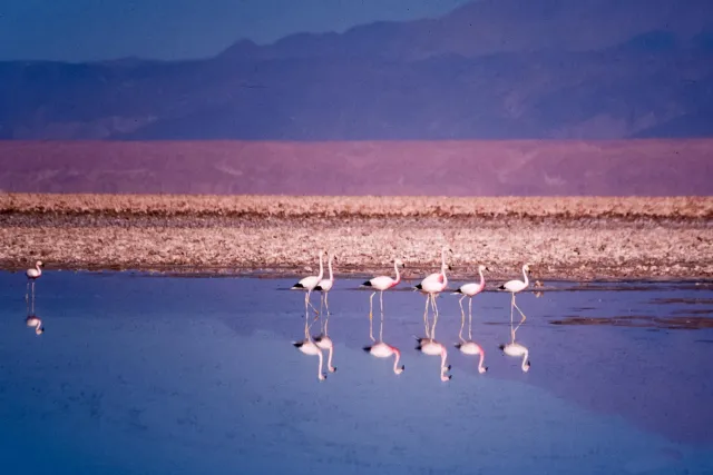 Andenflamingos im Salar de Atacama