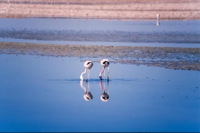 Andenflamingos im Salar de Atacama