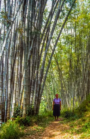 Karin in the bamboo forests