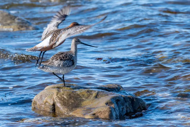 Pfuhlschnepfen im Vogelschutzgebiet Ekkerøy