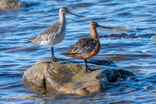 Pfuhlschnepfen im Vogelschutzgebiet Ekkerøy