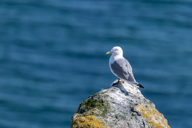 Dreizehenmöwe im Vogelschutzgebiet Ekkerøy