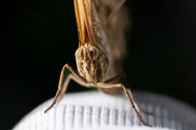 Banana falter (Caligo spec.)