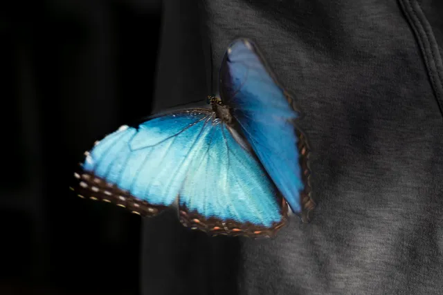 Blauer Morpho (Morpho peleides)